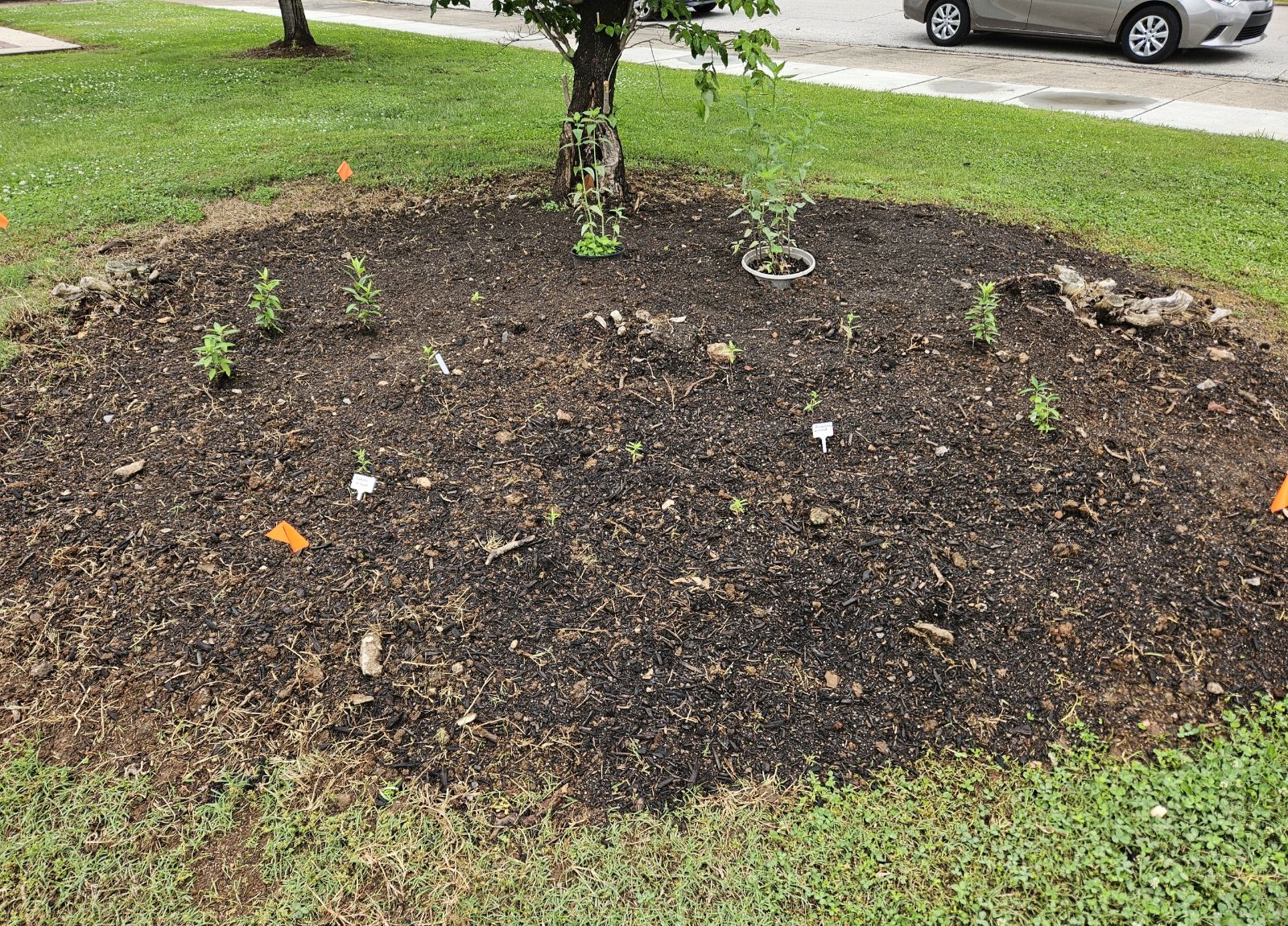 Completed Monarch Way Station garden