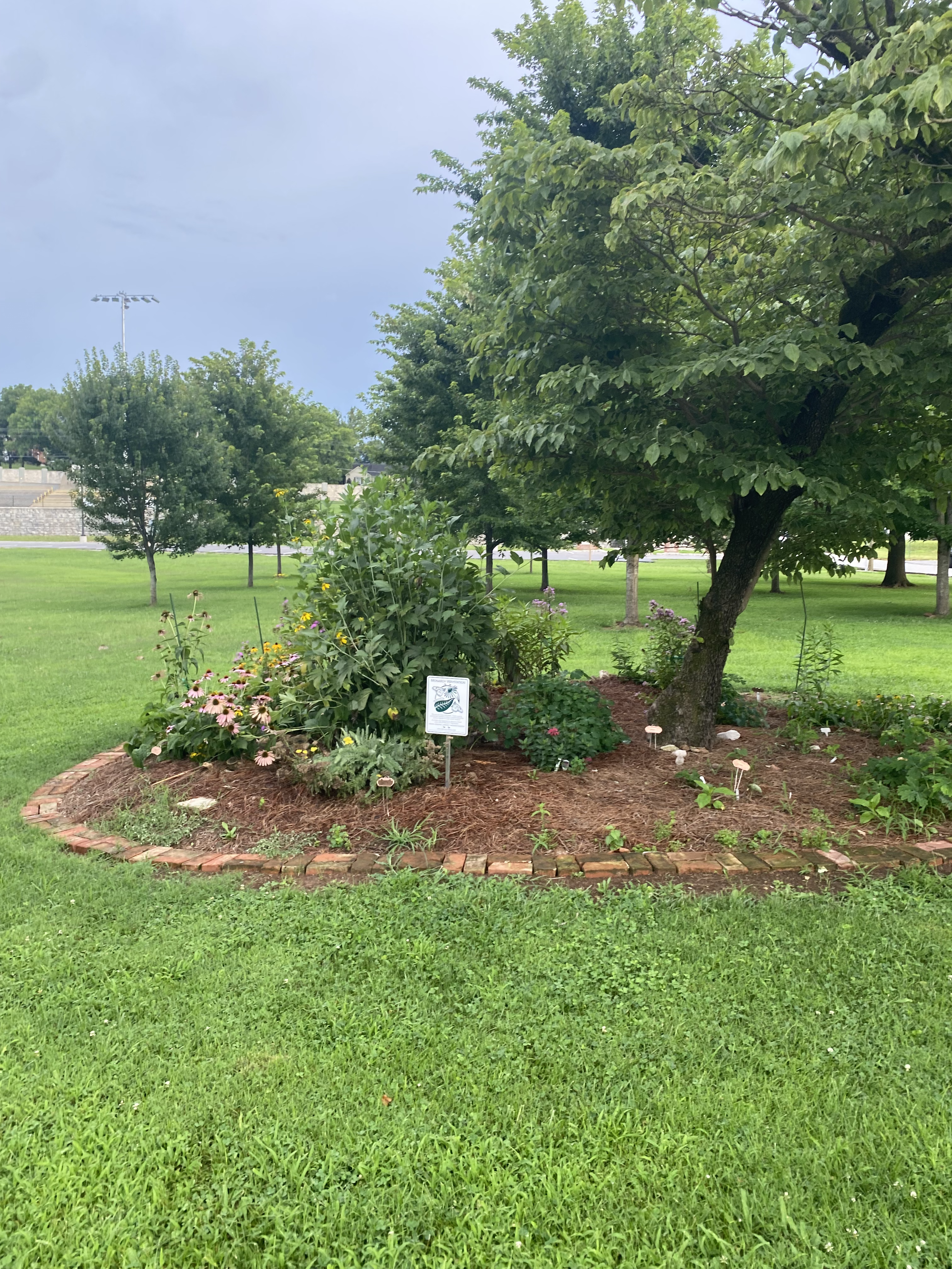 Mature Monarch Way Station garden