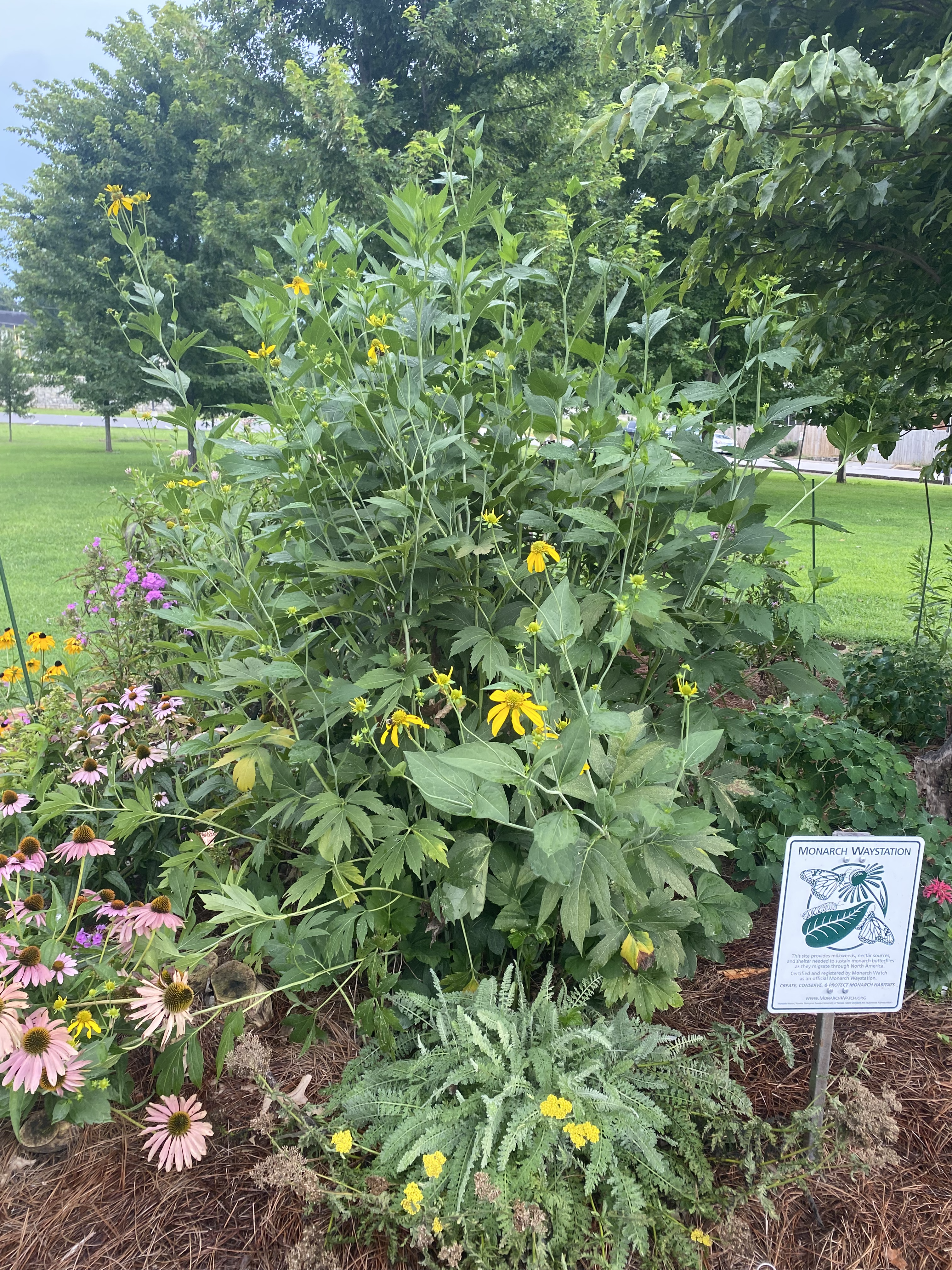 Monarch Way Station garden flourishing